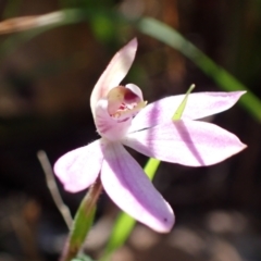 Caladenia carnea at Wingan River, VIC - 12 Sep 2023