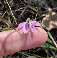 Caladenia carnea at Wingan River, VIC - 12 Sep 2023
