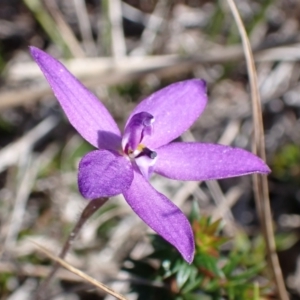 Glossodia minor at Mallacoota, VIC - suppressed