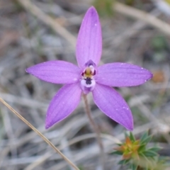 Glossodia minor at Mallacoota, VIC - suppressed