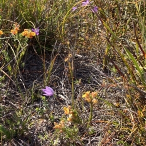 Glossodia minor at Mallacoota, VIC - suppressed