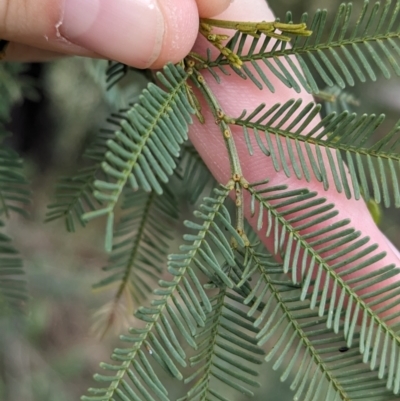 Acacia deanei subsp. paucijuga (Green Wattle) at Cocoparra National Park - 8 Sep 2023 by Darcy