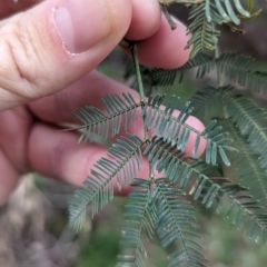 Acacia deanei subsp. paucijuga at Yenda, NSW - 8 Sep 2023 01:36 PM