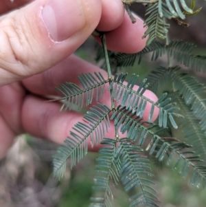 Acacia deanei subsp. paucijuga at Yenda, NSW - 8 Sep 2023 01:36 PM