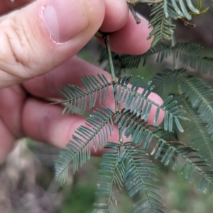 Acacia deanei subsp. paucijuga at Yenda, NSW - 8 Sep 2023