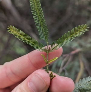 Acacia deanei subsp. paucijuga at Yenda, NSW - 8 Sep 2023