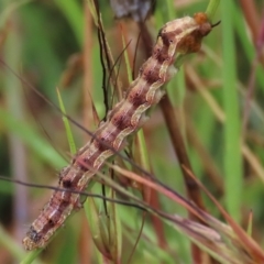 Helicoverpa armigera (Cotton bollworm, Corn earworm) at Top Hut TSR - 29 Jan 2023 by AndyRoo