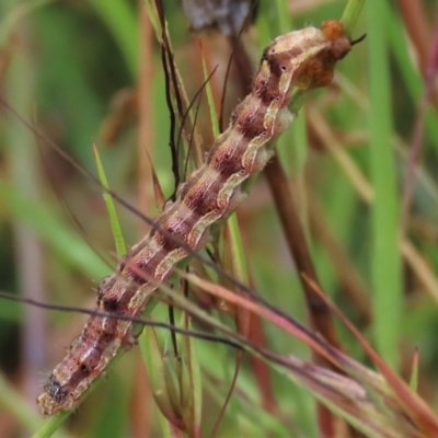 Helicoverpa armigera (Cotton bollworm, Corn earworm) at Top Hut TSR - 29 Jan 2023 by AndyRoo