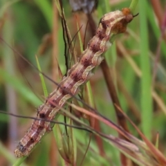 Helicoverpa armigera (Cotton bollworm, Corn earworm) at Dry Plain, NSW - 29 Jan 2023 by AndyRoo