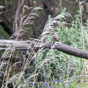 Pomatostomus superciliosus at Binya, NSW - 8 Sep 2023