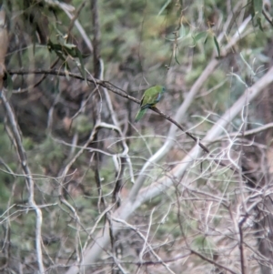 Neophema pulchella at Binya, NSW - suppressed