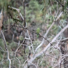 Neophema pulchella at Binya, NSW - 8 Sep 2023