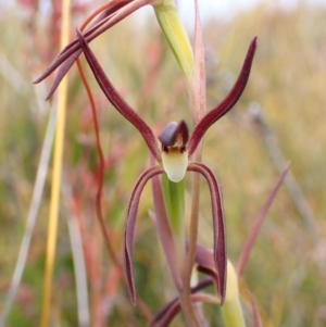 Lyperanthus suaveolens at Mallacoota, VIC - 12 Sep 2023