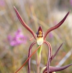 Lyperanthus suaveolens at Mallacoota, VIC - 12 Sep 2023