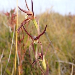 Lyperanthus suaveolens at Mallacoota, VIC - 12 Sep 2023