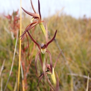 Lyperanthus suaveolens at Mallacoota, VIC - suppressed