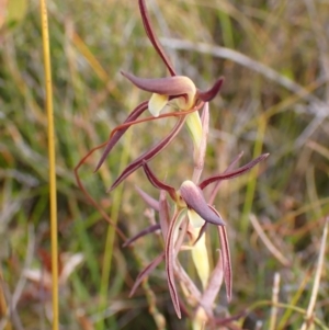 Lyperanthus suaveolens at Mallacoota, VIC - 12 Sep 2023