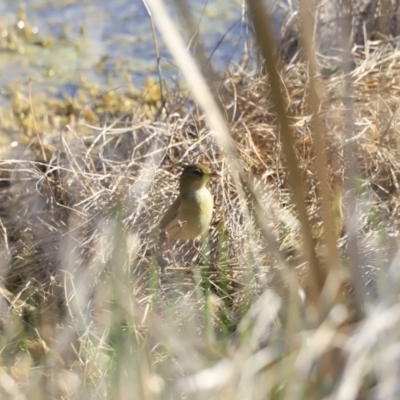 Acrocephalus australis (Australian Reed-Warbler) at Fyshwick, ACT - 12 Sep 2023 by JimL