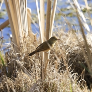 Acrocephalus australis at Fyshwick, ACT - 12 Sep 2023