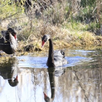 Cygnus atratus (Black Swan) at Fyshwick, ACT - 12 Sep 2023 by JimL