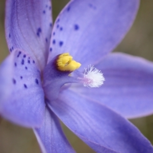 Thelymitra ixioides at Wingan River, VIC - 12 Sep 2023