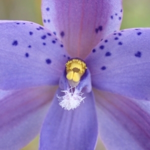 Thelymitra ixioides at Wingan River, VIC - 12 Sep 2023