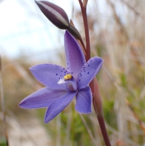 Thelymitra ixioides at Wingan River, VIC - suppressed