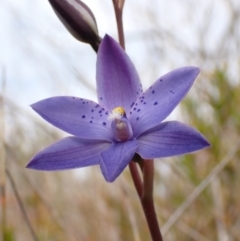 Thelymitra ixioides at Wingan River, VIC - 12 Sep 2023