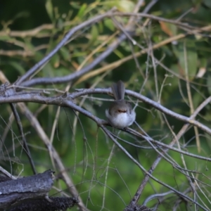 Malurus cyaneus at Fyshwick, ACT - 12 Sep 2023