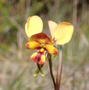 Diuris orientis at Mallacoota, VIC - 12 Sep 2023