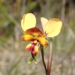 Diuris orientis (Wallflower Orchid) at Mallacoota, VIC - 12 Sep 2023 by AnneG1