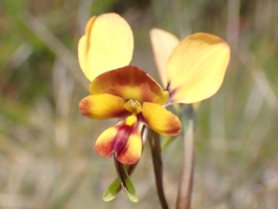 Diuris orientis (Wallflower Orchid) at Mallacoota, VIC - 12 Sep 2023 by AnneG1