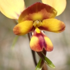 Diuris orientis at Mallacoota, VIC - 12 Sep 2023