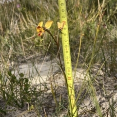 Diuris orientis at Mallacoota, VIC - suppressed