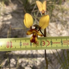 Diuris orientis at Mallacoota, VIC - 12 Sep 2023