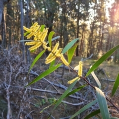 Acacia longifolia subsp. longifolia (Sydney Golden Wattle) at Isaacs Ridge and Nearby - 12 Sep 2023 by Mike