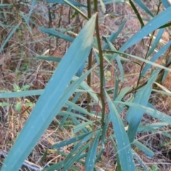 Acacia longifolia subsp. longifolia at Isaacs, ACT - 12 Sep 2023
