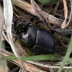 Onthophagus sp. (genus) at Molonglo River Reserve - 12 Sep 2023 by SteveBorkowskis
