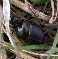 Onthophagus sp. (genus) (Dung beetle) at Molonglo, ACT - 12 Sep 2023 by SteveBorkowskis