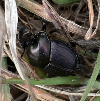 Onthophagus sp. (genus) (Dung beetle) at Molonglo, ACT - 12 Sep 2023 by SteveBorkowskis