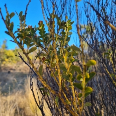 Acacia cultriformis (Knife Leaf Wattle) at Jerrabomberra, ACT - 12 Sep 2023 by Mike