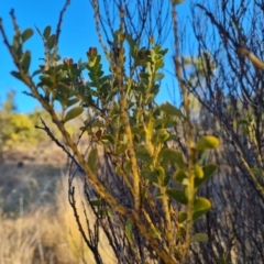 Acacia cultriformis (Knife Leaf Wattle) at Jerrabomberra, ACT - 12 Sep 2023 by Mike
