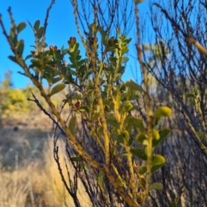 Acacia cultriformis at Jerrabomberra, ACT - 12 Sep 2023