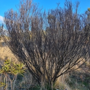 Acacia cultriformis at Jerrabomberra, ACT - 12 Sep 2023
