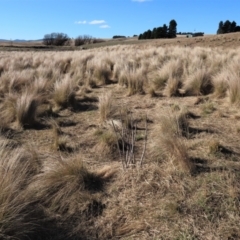 Poa sp. (A Snow Grass) at Top Hut TSR - 19 May 2023 by AndyRoo