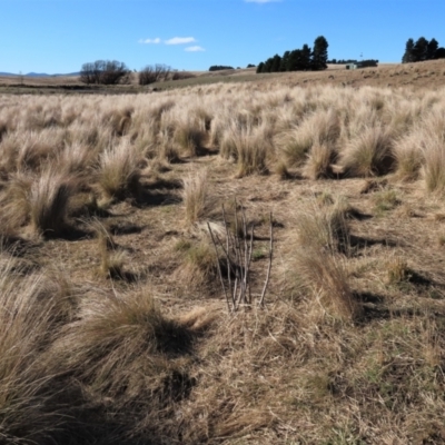 Poa sp. (A Snow Grass) at Dry Plain, NSW - 19 May 2023 by AndyRoo