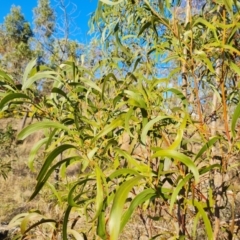 Acacia implexa (Hickory Wattle, Lightwood) at Isaacs Ridge and Nearby - 12 Sep 2023 by Mike