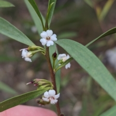 Myoporum montanum at Binya, NSW - 8 Sep 2023 by Darcy