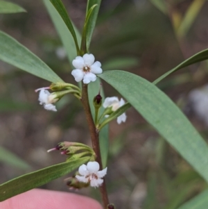 Myoporum montanum at Binya, NSW - 8 Sep 2023 01:46 PM