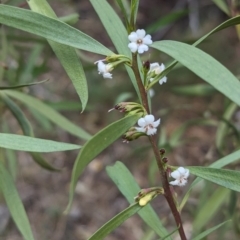 Myoporum montanum at Binya, NSW - 8 Sep 2023 01:46 PM